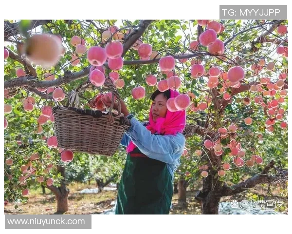 果园采摘季节来临，亲自体验果实丰收的喜悦与自然的魅力